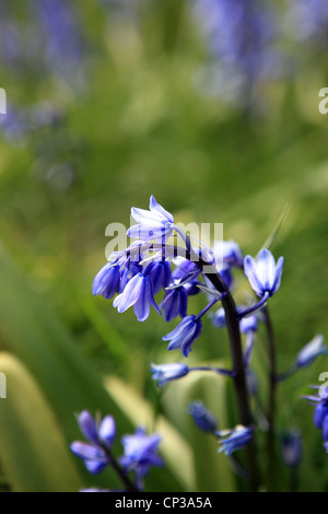 Bluebell in einem Feld von Glockenblumen im Frühling Stockfoto
