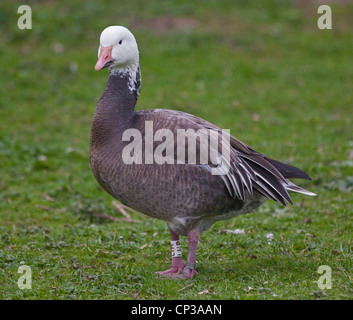 Geringerem Schneegans (Chen Caerulescens), UK Stockfoto