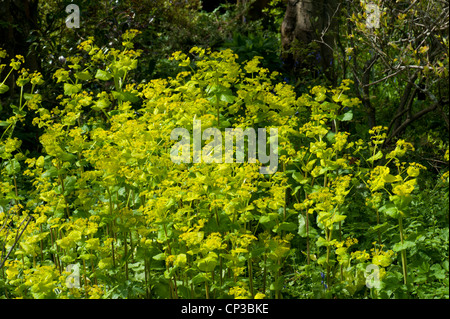 Perfoliate Alexanders, Smyrnium Perfoliatum, wächst in Mischwald, Surrey, UK Stockfoto