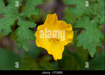 Holz-Mohn, Stylophorum Diphyllum, eingebürgert in Wald in Surrey, Großbritannien Stockfoto