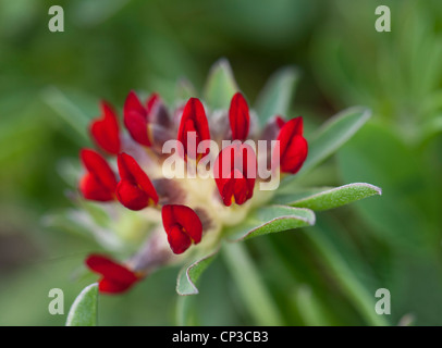 Red Kidney Wicke, Anthyllis Vulneraria var.coccinea, wachsen auf küstennahen Heiden, Lizard, Cornwall, UK Stockfoto