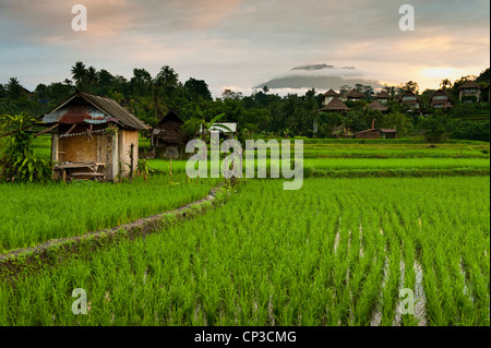 Einen schönen Sonnenaufgang über den Reisfeldern in Sidemen Tal von Bali, Indonesien. Mt. Agung können im Hintergrund zu sehen. Stockfoto