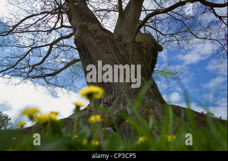 Bemerkenswerte Baum Estate von Marie Antoinette, Sophora aus China Stockfoto