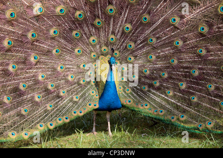 Nahaufnahme von einem männlichen indischen Pfauen (Pfau) (Pavo Cristatus) zeigt seine Federn n Holland Park, London, UK. Stockfoto