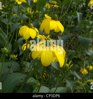 Rudbeckia-Sorte 'Herbstsonne' in Blüte Stockfoto