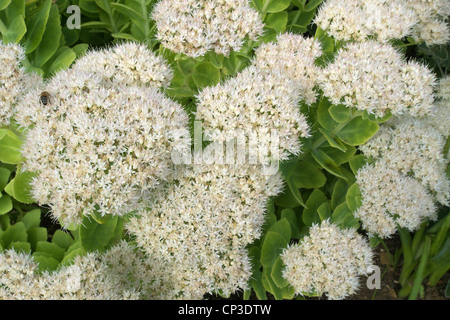 Blühende Sedum Spectabile 'Iceberg' Sorte im Herbst allgemein bekannt als das Ice-Werk. Stockfoto