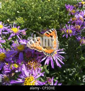 Kleine Schildpatt Schmetterling (Aglais Urticae) Fütterung/Perched auf einer Aster Amellus Blume (Bergaster) Stockfoto