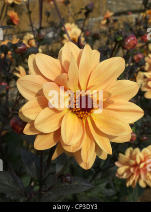 Apricot farbigen Dahlia Blume in voller Blüte Stockfoto