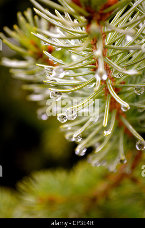 Wassertropfen auf einem Ast. Stockfoto