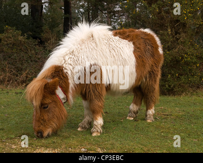 Shetlandpony-Typ in der New Forest Nationalpark Hampshire England UK Stockfoto