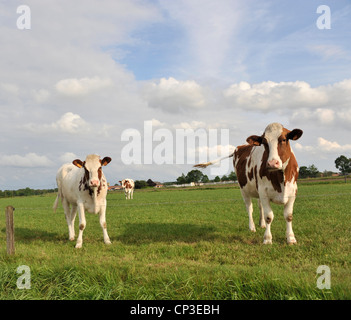 Porträt von zwei Kühe auf einer grünen Wiese, Belgien. Stockfoto