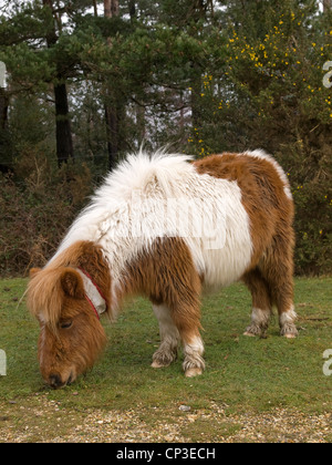 Shetlandpony-Typ in der New Forest Nationalpark Hampshire England UK Stockfoto