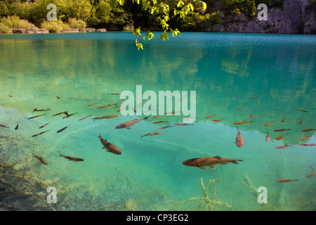 Fische füttern am Rand Wassers im Plitvicka Jezera oder Nationalpark Plitvicer Seen in Kroatien Stockfoto
