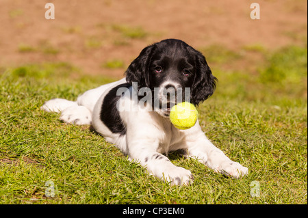 Ein acht Wochen altes Englisch Springer Spaniel Welpe Hund mit einem Ball im Vereinigten Königreich Stockfoto