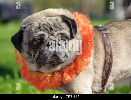 Bulldog mit orange Halskette am Königinnentag (Koninginnedag), Amsterdam, Niederlande Stockfoto