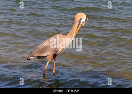 Ein Great Blue Heron putzen an einem Strand in Florida Stockfoto