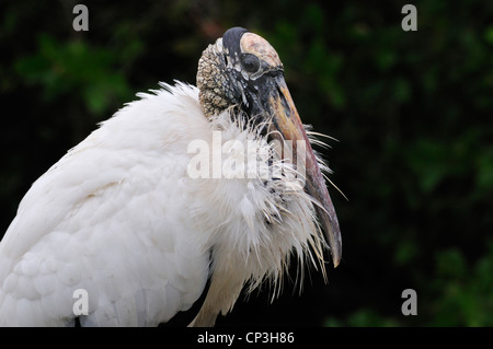 Holz-Storch (Mycteria Americana) Porträt Stockfoto