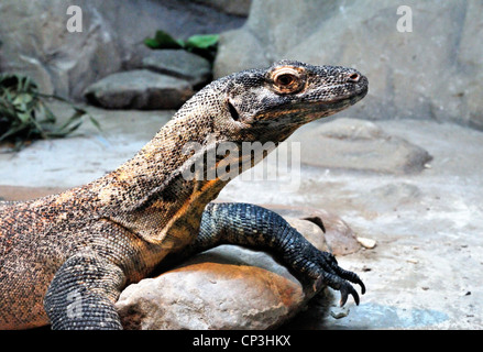 Komodo Dragon ruht auf Felsen Stockfoto