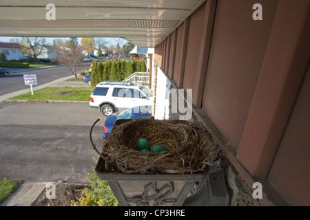 Eine kanadische Robins Nest mit Eiern gebaut in einer offenen Leuchte vor Eingang eines Hauses. Stockfoto