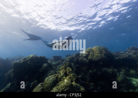 Meerjungfrau Schwimmen über ein Korallenriff in Miil Kanal, Föderierte Staaten von Mikronesien. Stockfoto