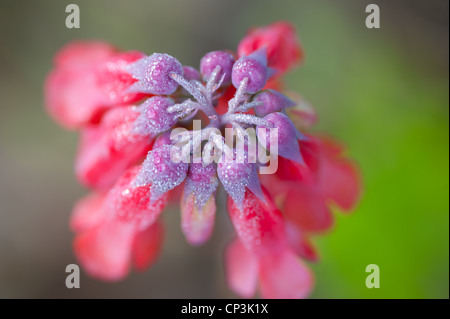 Rosa glockenförmige Blüten am Blütenstiel Stockfoto