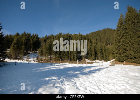 Ein Wald-Szene im Winter in Österreich Stockfoto