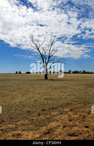 Ein toter Baum in einer Dürre heimgesuchten Koppel im westlichen New South Wales, Australien Stockfoto