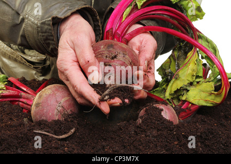 Gärtner Hände halten, hält eine frisch geerntete rote Beete Stockfoto