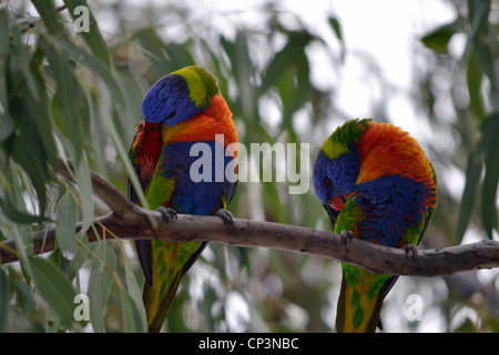 Lorikeets im Baum Stockfoto