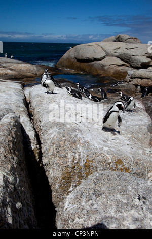 Eine afrikanische Pinguin-Kolonie auf den Felsen am Boulders Beach, Simons Town, Südafrika. Stockfoto