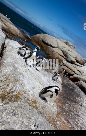 Eine afrikanische Pinguin-Kolonie auf den Felsen am Boulders Beach, Simons Town, Südafrika. Stockfoto