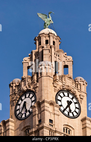 Die Uhr und die Leber Vogel auf die Liver Building, Liverpool, England, UK Stockfoto