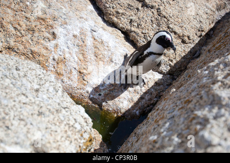 Eine afrikanische Pinguin auf den Felsen am Boulders Beach, Simons Town, Südafrika. Stockfoto