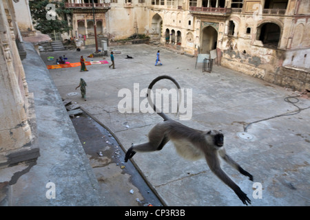 Eine Languren Affe springt zwischen den Gebäuden am Surya Mandir (bekannt als der Affentempel), Jaipur, Indien Stockfoto