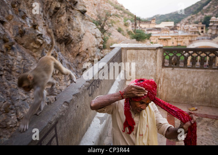 Eine Affe geht vorbei an einen Mann, wie er seinen Turban nach dem Baden im Pool auf der Surya Mandir, Jaipur, Indien bindet Stockfoto