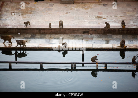 Affen füttern und Baden am Pool des Surya Mandir (bekannt als der Affentempel), Jaipur, Indien Stockfoto