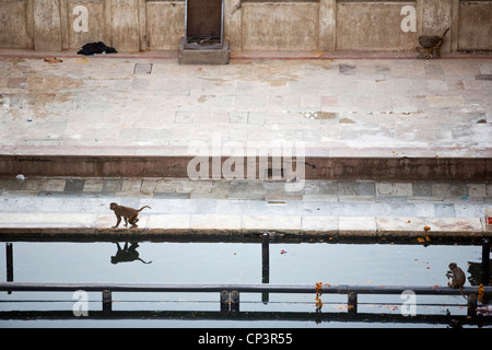 Affen füttern und Baden am Pool des Surya Mandir (bekannt als der Affentempel), Jaipur, Indien Stockfoto