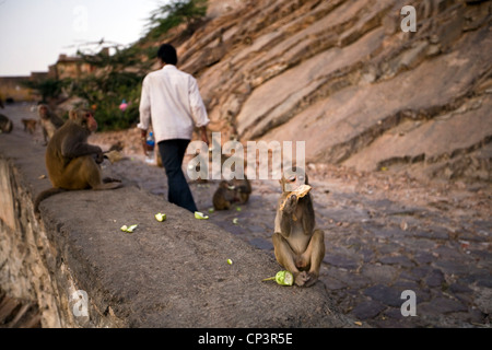 Affen füttern auf dem Weg auf den Berghang Galta und Surya Mandir (bekannt als der Affentempel) Jaipur, Indien Stockfoto