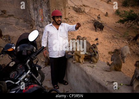 Ein Mann füttern die Affen auf dem Weg auf den Berghang am Galta und Surya Mandir (bekannt als der Affentempel), Jaipur, Indien Stockfoto