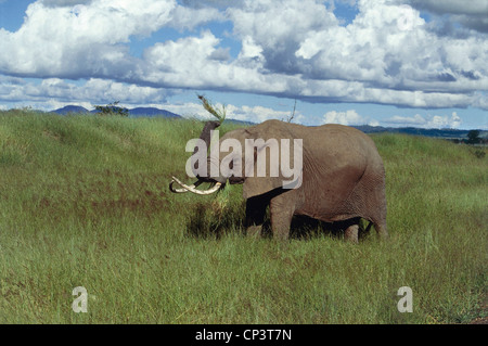 Zoologie - Proboscideans - Elefantidi - afrikanischer Elefant (Loxodonta Africana). Tansania, Mikumi Nationalpark. Stockfoto