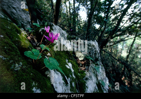 Lazio - Parco Nazionale del Circeo - Alpenveilchen (Cyclamen Repandum). Stockfoto