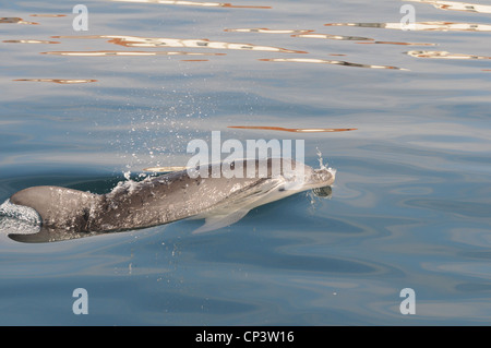 Bottlenosed Dolphin im sardischen Gewässer unter Wasser nach dem Boot, La Maddalena, Sardinien, Italien Stockfoto