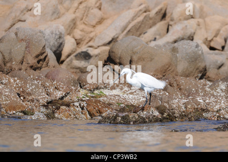 Seidenreiher (Egretta garzetta), Insel La Maddalena, Sardinien, Italien Stockfoto