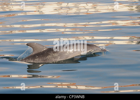 Ein Delphin schwimmt im Mittelmeer vor der Küste Sardiniens in der Oberfläche des Wassers, La Maddalena, Italien Stockfoto