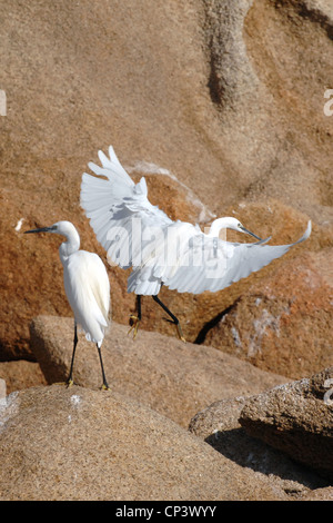 Seidenreiher (Egretta garzetta), Insel La Maddalena, Sardinien, Italien Stockfoto