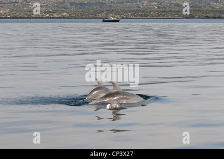 Zwei gemeinsame Dolphin Schule Rund um Boot im Mittelmeer vor der Küste Sardiniens mit einander interagieren, La Maddalena, Sardinien, Italien Stockfoto