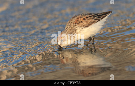 Wenigsten Sandpiper Fütterung in flachen Gewässern in der Florida Küste Stockfoto