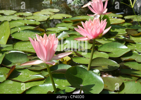 Seerosen im Teich Stockfoto