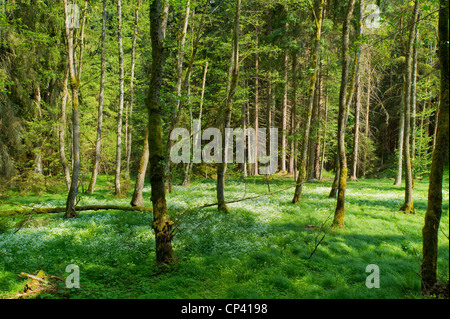 Frühlingssonne Wald Bayern Oberpfalz Grünpflanzen Baum Rasen gerne Spaß lustig entspannen Urlaub Holz Wald Springt Landschaft Stockfoto