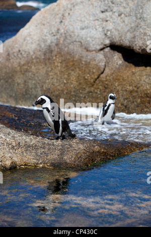 Zwei afrikanische Pinguine zu Fuß auf den Felsen und im Wasser, am Boulders Beach, Simons Town, Südafrika. Stockfoto